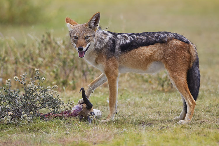 Чепрачный шакал (Canis mesomelas) поедает спрингбока (Antidorcas marsupialis)