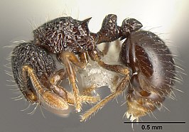 Adelomyrmex silvestrii