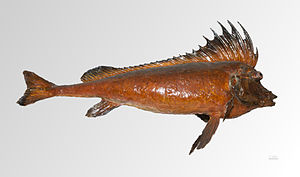 Congiopodus torvus