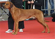 Anjing belakang permatang Rhodesia