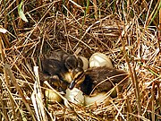 Un exemple d'oisillons nidifuges : les oisillons de canard colvert