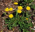 Aposeris foetida (Lucertolina fetente)