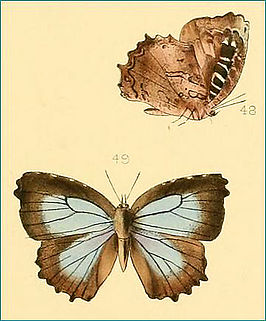 Apporasa atkinsoni