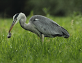 Miniatuur voor Blauwe reiger