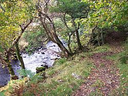 A path through a wood by a stream