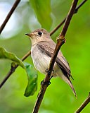 Азиатская коричневая мухоловка (Muscicapa dauurica) в национальном парке Перияр.jpg