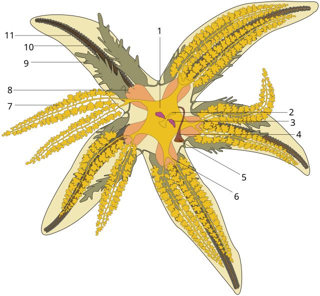 Строение морской звезды (Asterias rubens).