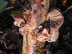 Ausiagrybis (Auricularia sp.)