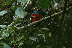 Description de l'image Bartailedtrogon.jpg.