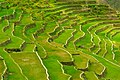 Ifugao Rice Terraces in Batad, UNESCO World Heritage Site