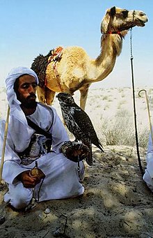 Bedouin falconer with camel.