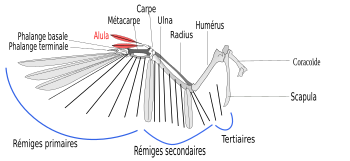 Schéma d'une aile d'oiseau