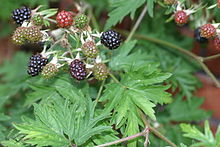 R. laciniatus berries Bjornbar.jpg