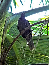 Seychellvasa- papegoja Coracopsis barklyi