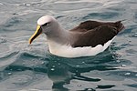 Pienoiskuva sivulle Uudenseelanninalbatrossi