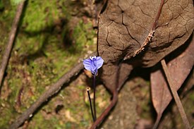 Burmannia itoana