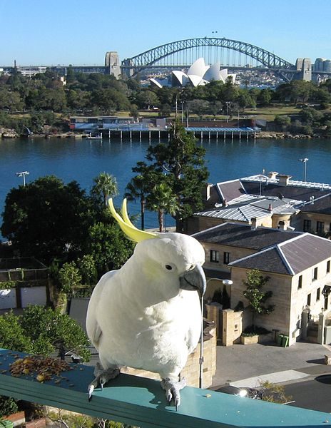 Cockatoo on Balcony in Australia