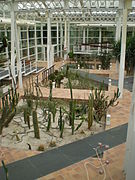 Cactus en la zona de clima desértico