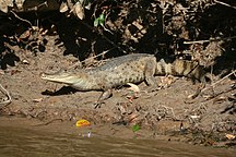 Caiman crocodilus