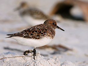 Breeding plumage