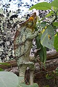 Panterkameleon (Furcifer pardalis)