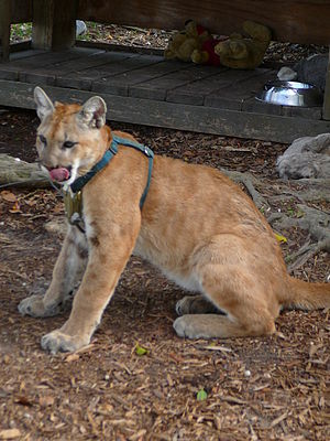 Juvenile male Florida Panther (Puma concolor c...