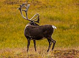 Caribú (Rangifer tarandus).