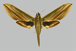 Cechetra lineosa