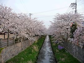 真間川の桜並木