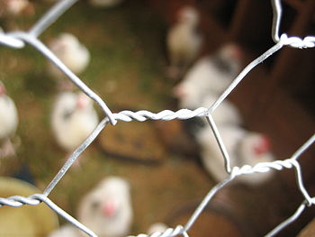 Close-up of chicken wire used in a chicken coop.