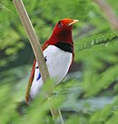 Kungsparadisfågeln bor på Nya Guinea.