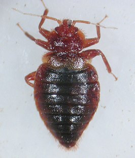 Cimex dissimilis