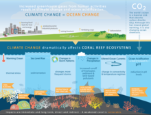 Climate change will affect coral reef ecosystems, through sea level rise, changes to the frequency and intensity of tropical storms, and altered ocean circulation patterns. When combined, all of these impacts dramatically alter ecosystem function, as well as the goods and services coral reef ecosystems provide. Climate change threats to coral reefs.png
