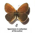 Coenonympha glycerion – Männchen