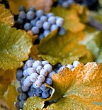 Beberapa klaster anggur Concord berwarna ungu bercampur di antara daun anggur