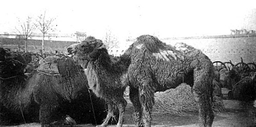 Convois de chameaux ; ces animaux remontant en Mongolie pour y passer l’été et ne séjournent au Petchili qu’en hiver