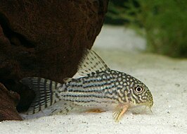 Corydoras sterbai