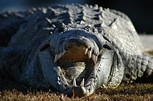 An American crocodile in Everglades National Park. Although considered only moderately aggressive by the standards of crocodilians worldwide, the American crocodile is likely the most dangerous American crocodilian and attacks are frequently fatal due to the size and formidable teeth of the species. Croc profile (3), NPSPhoto (9258471158).jpg