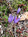 Crocus ligusticus opening3. jpg