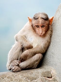 Un macaque à bonnet (Macaca radiata) perché sur un rocher. (définition réelle 1 345 × 1 793)