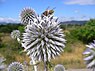 Kogeldistel (Echinops)