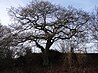 Naturdenkmal Eiche südlich Uedelhoven