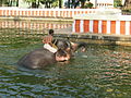 Elephant in Bhoothalingaswamy Tank