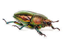 Female Golden Stag Beetle.jpg