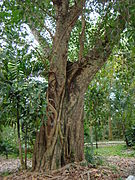 Pappel-Feige (Ficus religiosa)