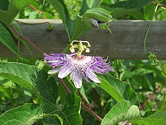 Purple passionflower