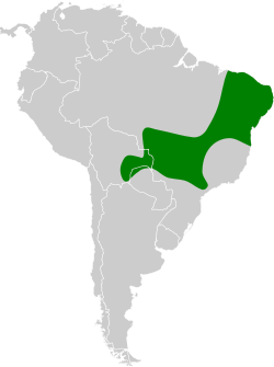 Distribución geográfica del hormiguerito ventrinegro.