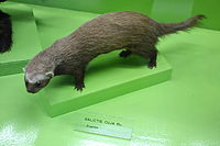 Galictis cuja - Museo Civico di Storia Naturale Giacomo Doria - Genoa, Italy - DSC02636.JPG