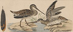 Description de l'image Gallinago macrodactyla - 1820-1860 - Print - Iconographia Zoologica - Special Collections University of Amsterdam - UBA01 IZ17400299 (cut).jpg.