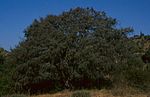 Ginebre del Tuberic (Castell de Mur)